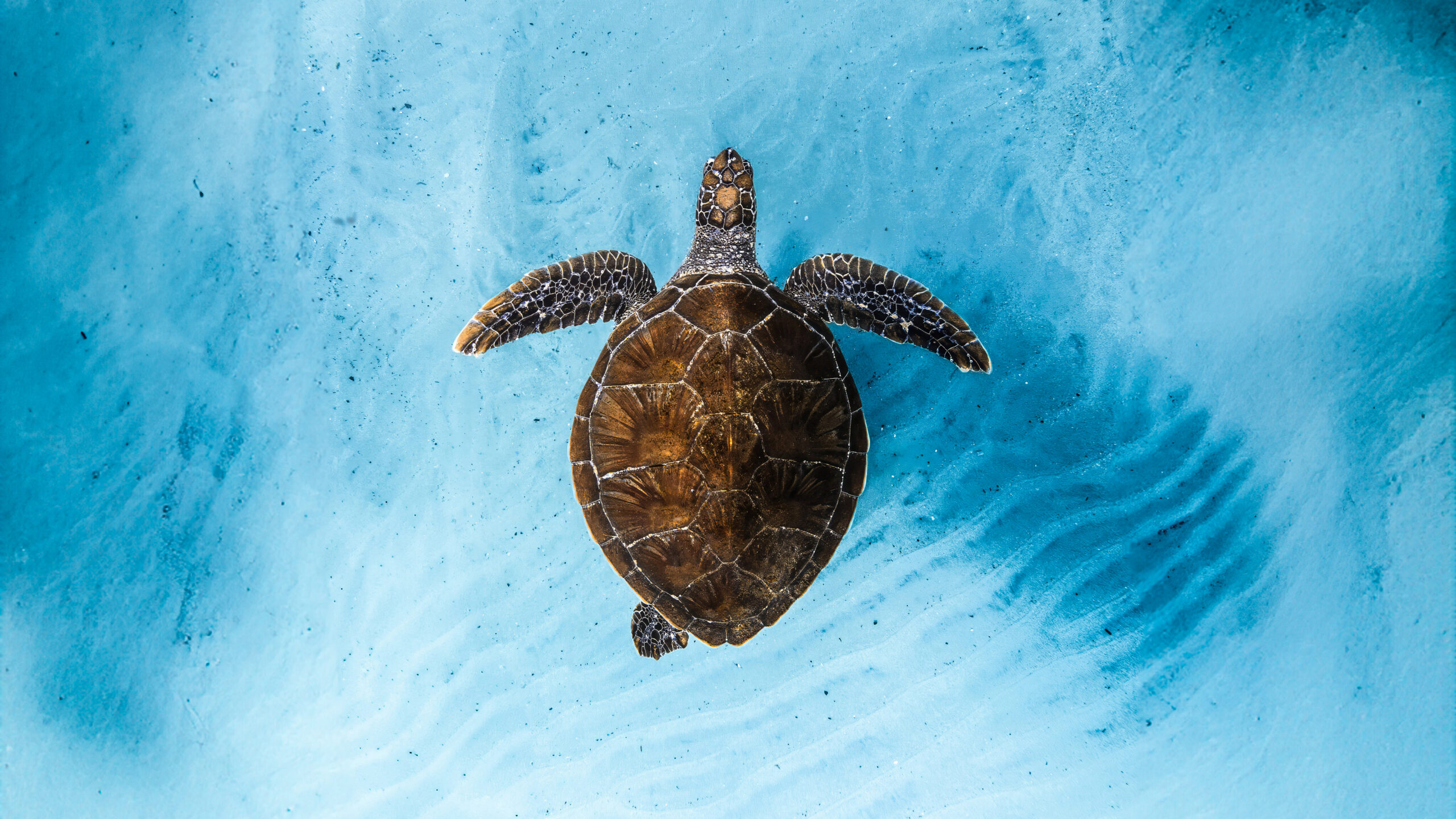 Ocean Film Festival 2026: la tartaruga che racconta il nostro legame con il mare